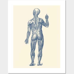 Human Muscle System - Rear View - Vintage Anatomy Posters and Art